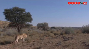 نبرد حیوانات: صحنه های دیدنی ا...