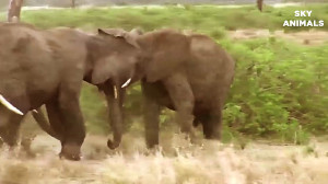 حمله شیرهای گرسنه به بچه فیل ک...