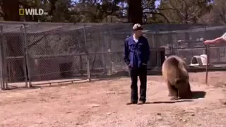 بوسه ی خرس به ادم دوستی خاله خ...