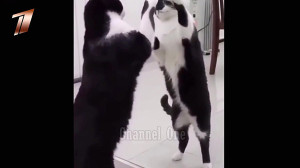 کلیپ های دیدنی و باورنکردنی 1