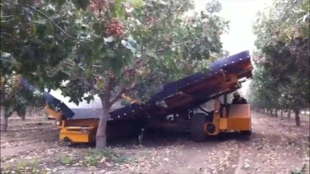 نبینی از دستت رفته پسته چینی د...