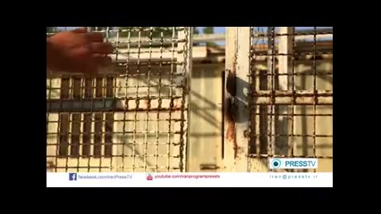 کفتر بازی از پرس تی وی کبوتر و...