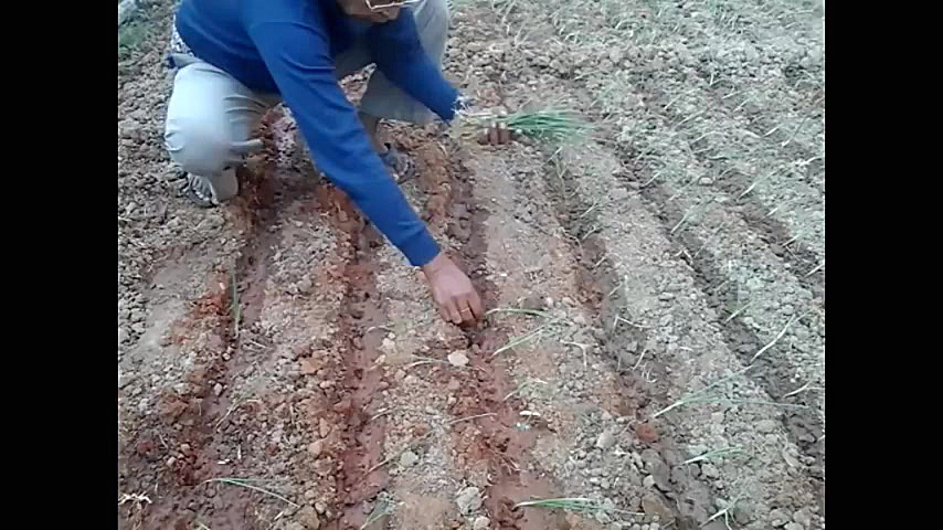 کاشت داشت و برداشت پیاز