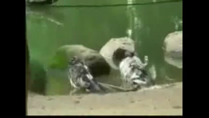 لاک پشت کبوتر خور (جلل خالق)