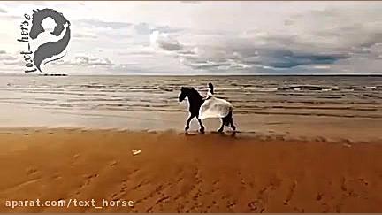 ویدیو آرامش بخش و زیبای اسب