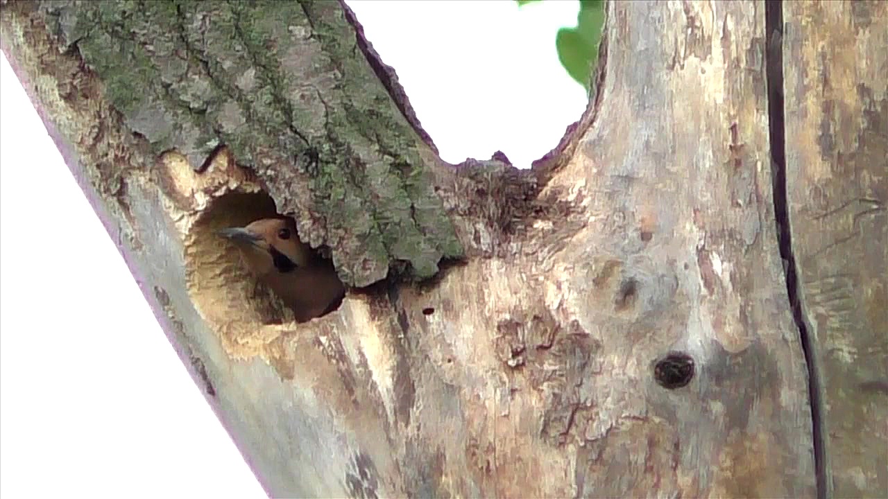 نبرد پرنده فلیکر شمالی با کبوت...