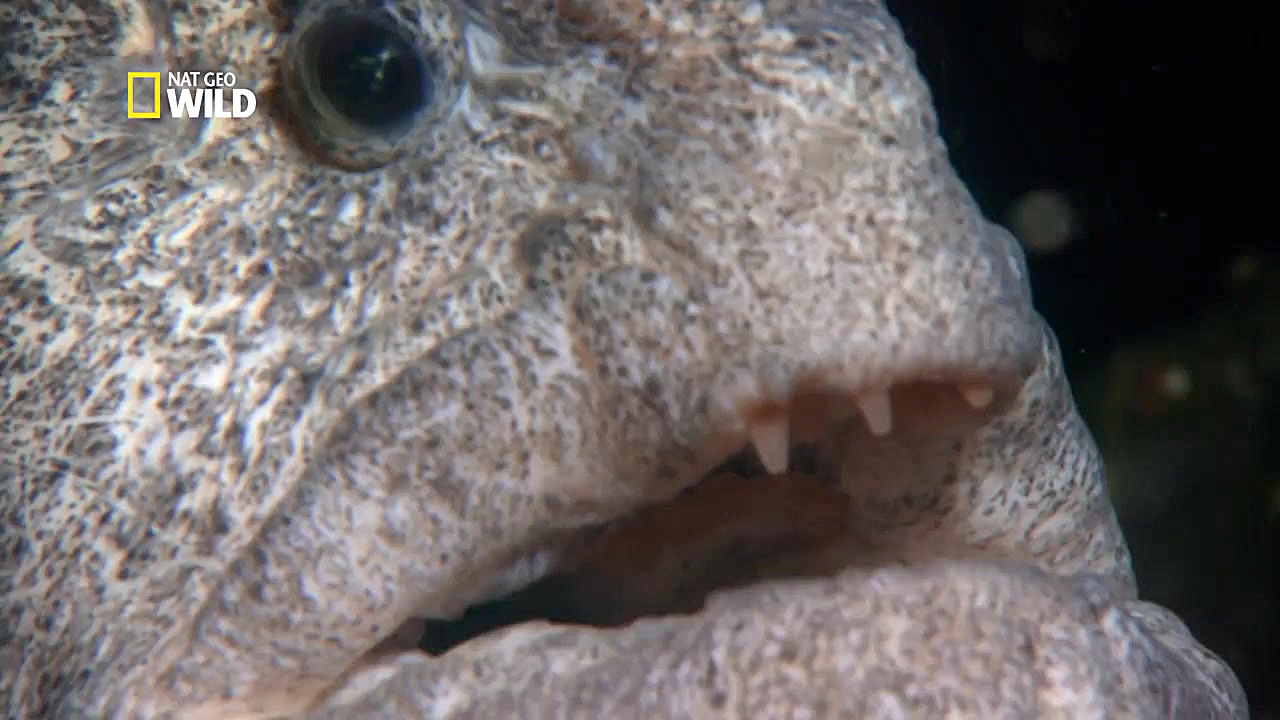 ماهی عجیب اقیانوس