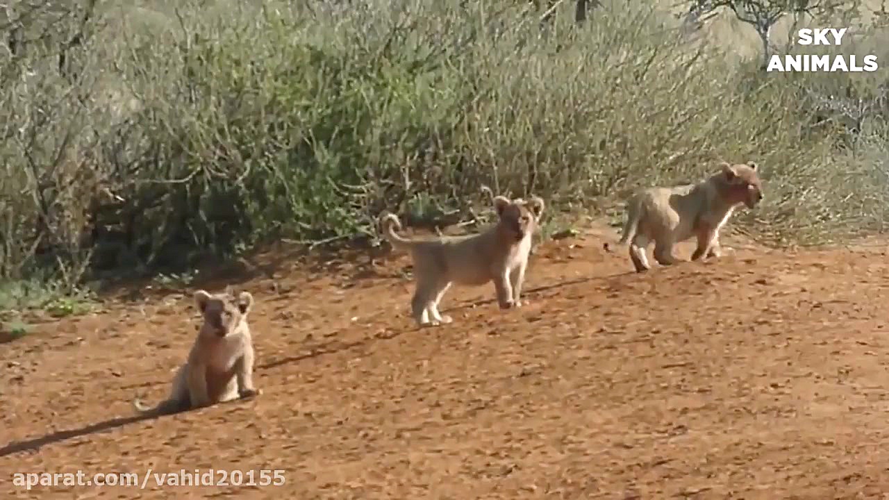 شکست کفتار در برابر شیر