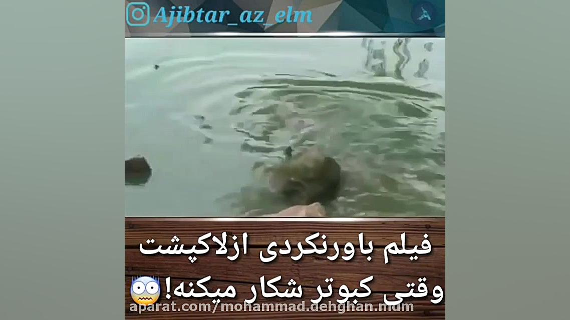 تاحالا دیدی لاکپشت کبوتر شکار...
