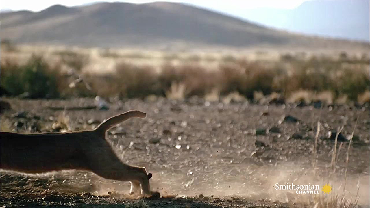 Incredible: A Caracal شکار یک...