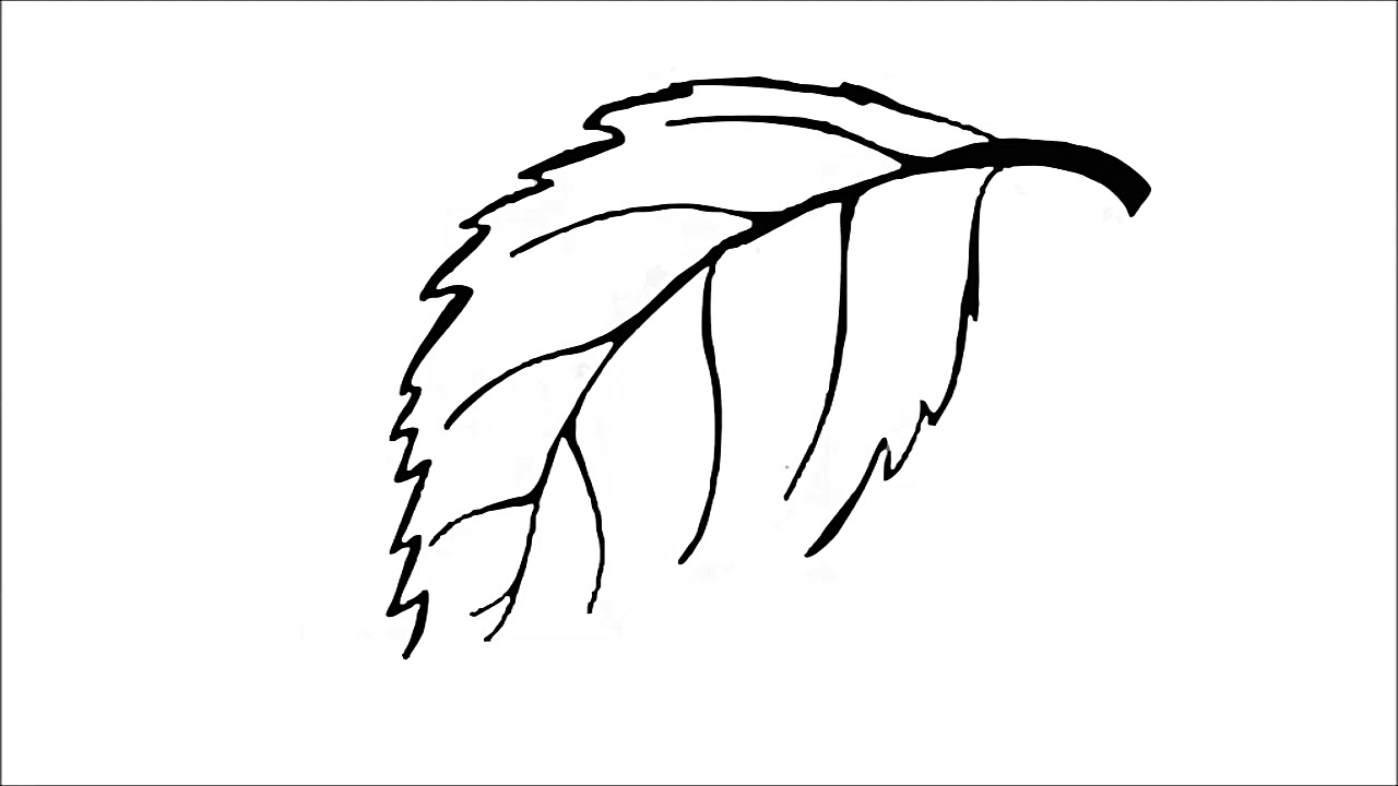 How to Draw a Leaf (tree)