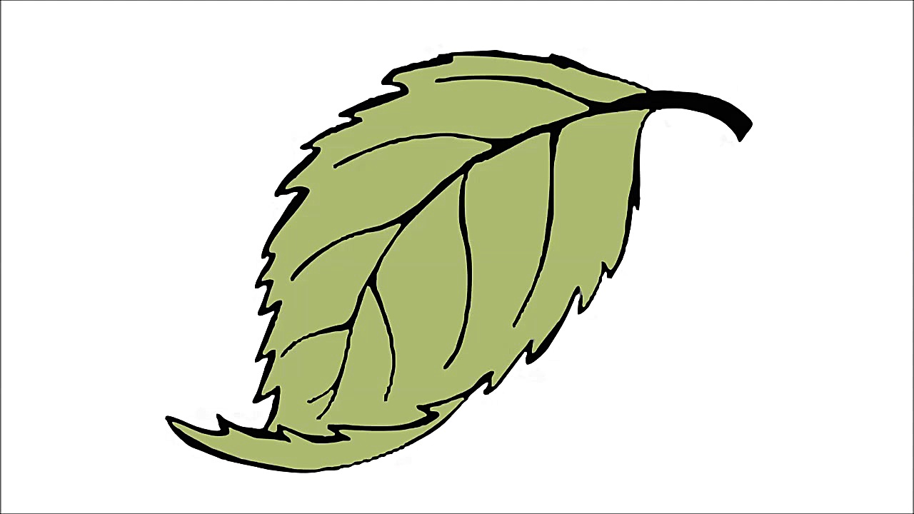 How to Draw a Leaf (tree)