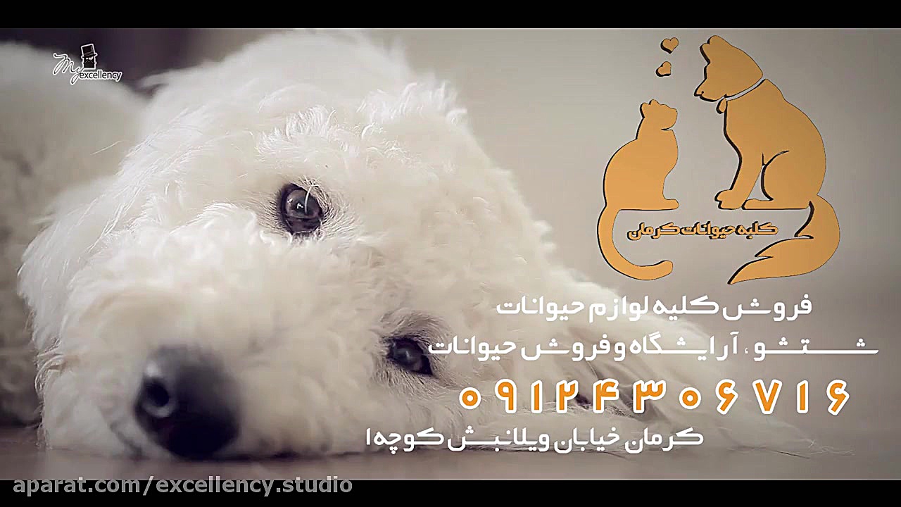 پت شاپ  ساخت آتلیه برند عالی ج...