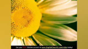 Learn English  English Plants...