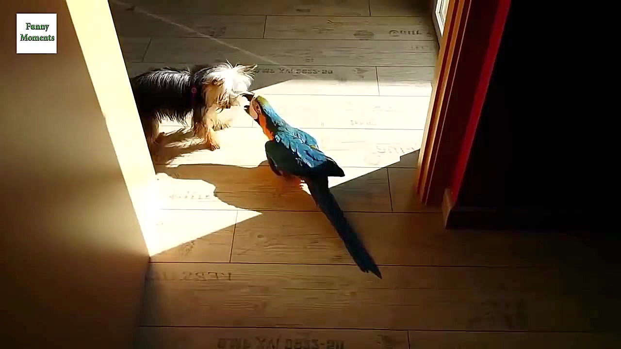 دوستی عجیب بین طوطی و سگ