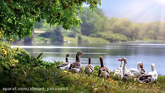 موسیقی تصویر بدون صدا