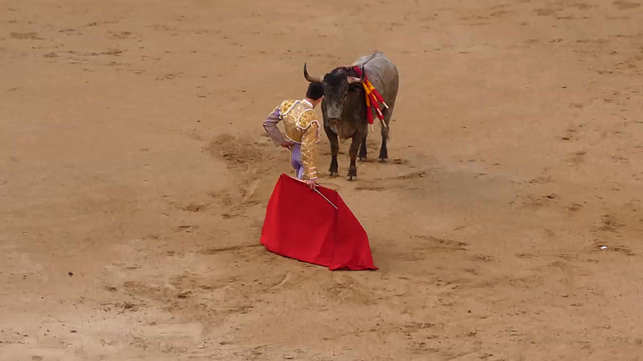 صحنه های مهیج گاوبازی در مادری...