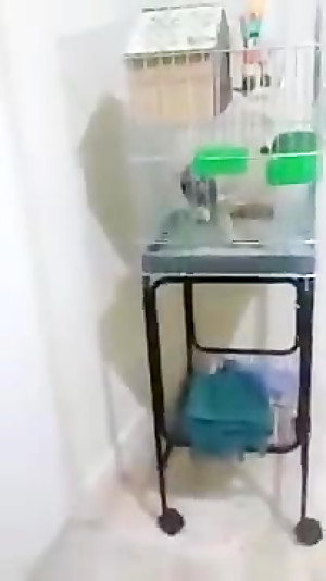 جفت گیری عروس هلندی