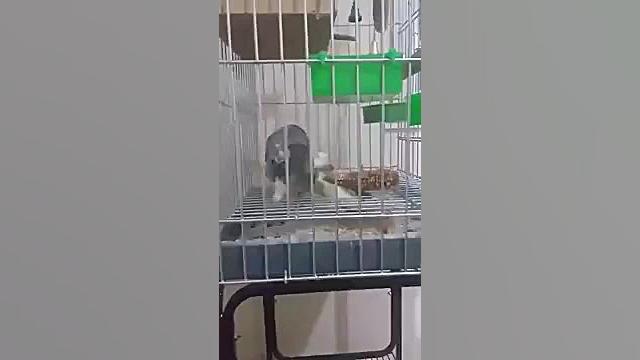 جفت گیری عروس هلندی