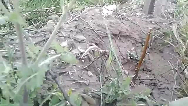 پیوند نیمانیم زبانه ای گردو