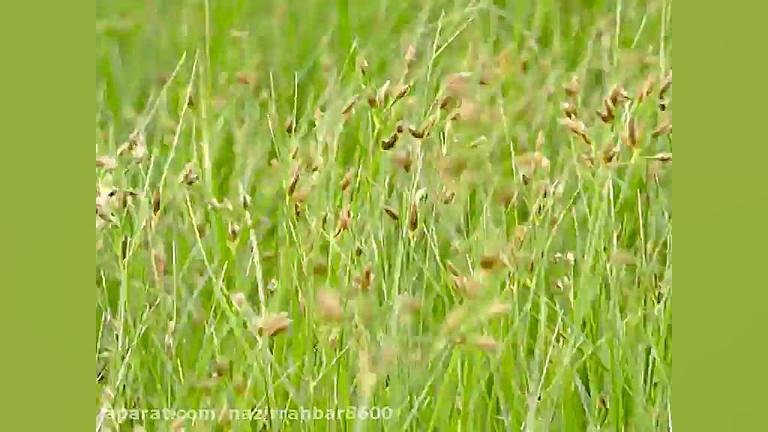 چابهار .بین روستای عورکی و روس...