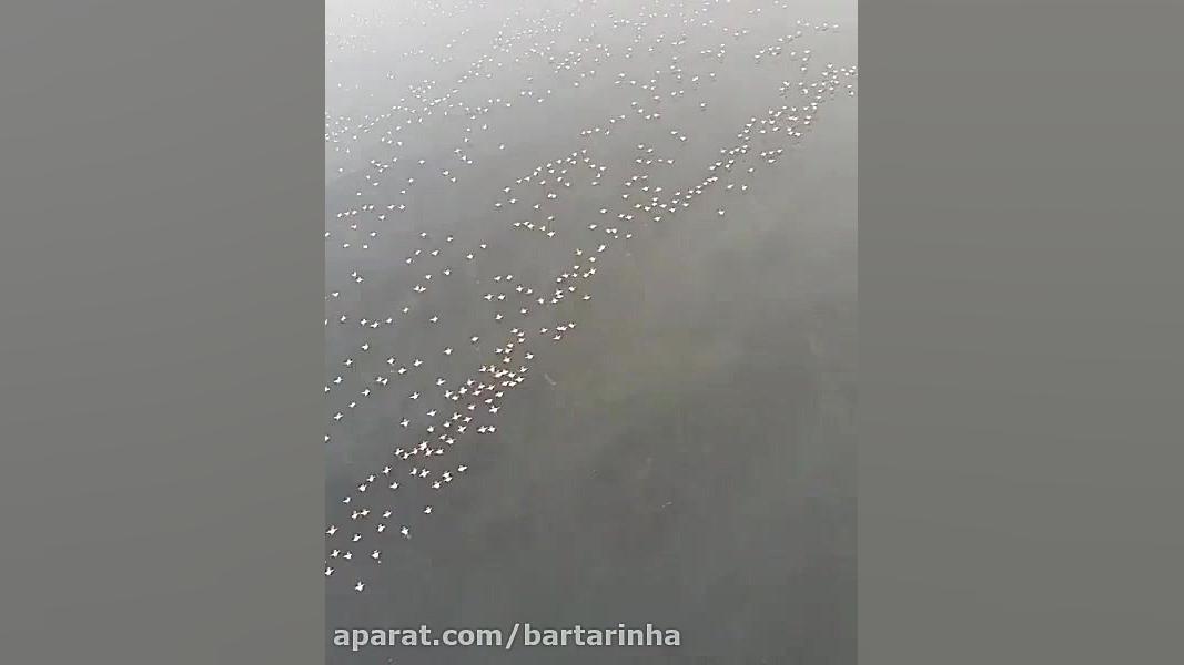 پرواز فلامینگوها بر فراز دریاچ...