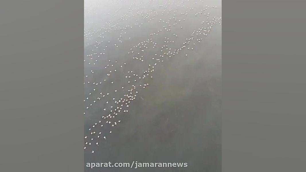 ویدئویی زیبا از پرواز فلامینگو...