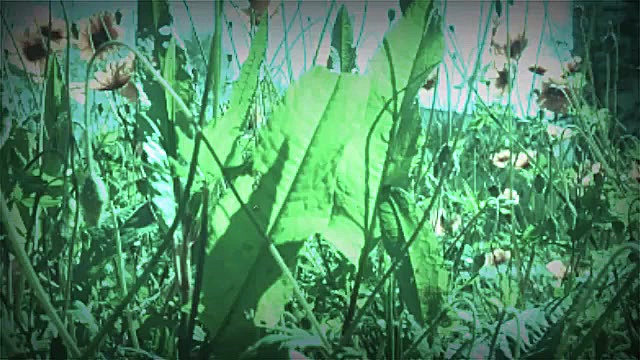 تقلید آهنگ معین &laquo; طلوع &...