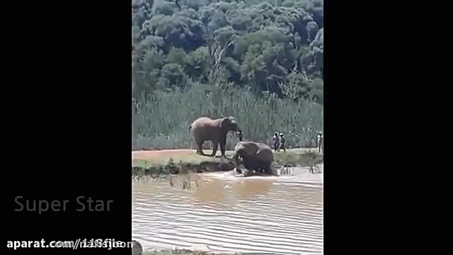 شکار وحشیانه تمساح غول پیکر