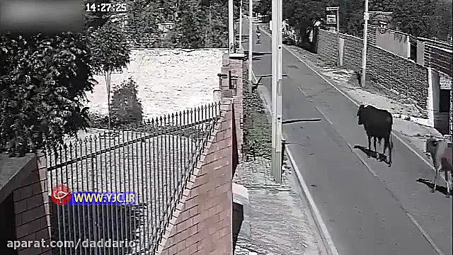 تصادف وحشتناک موتور با یک گاو...