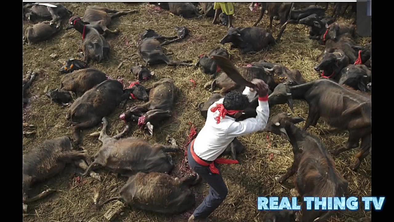 گردن زدن هزاران گاومیش در نپال...