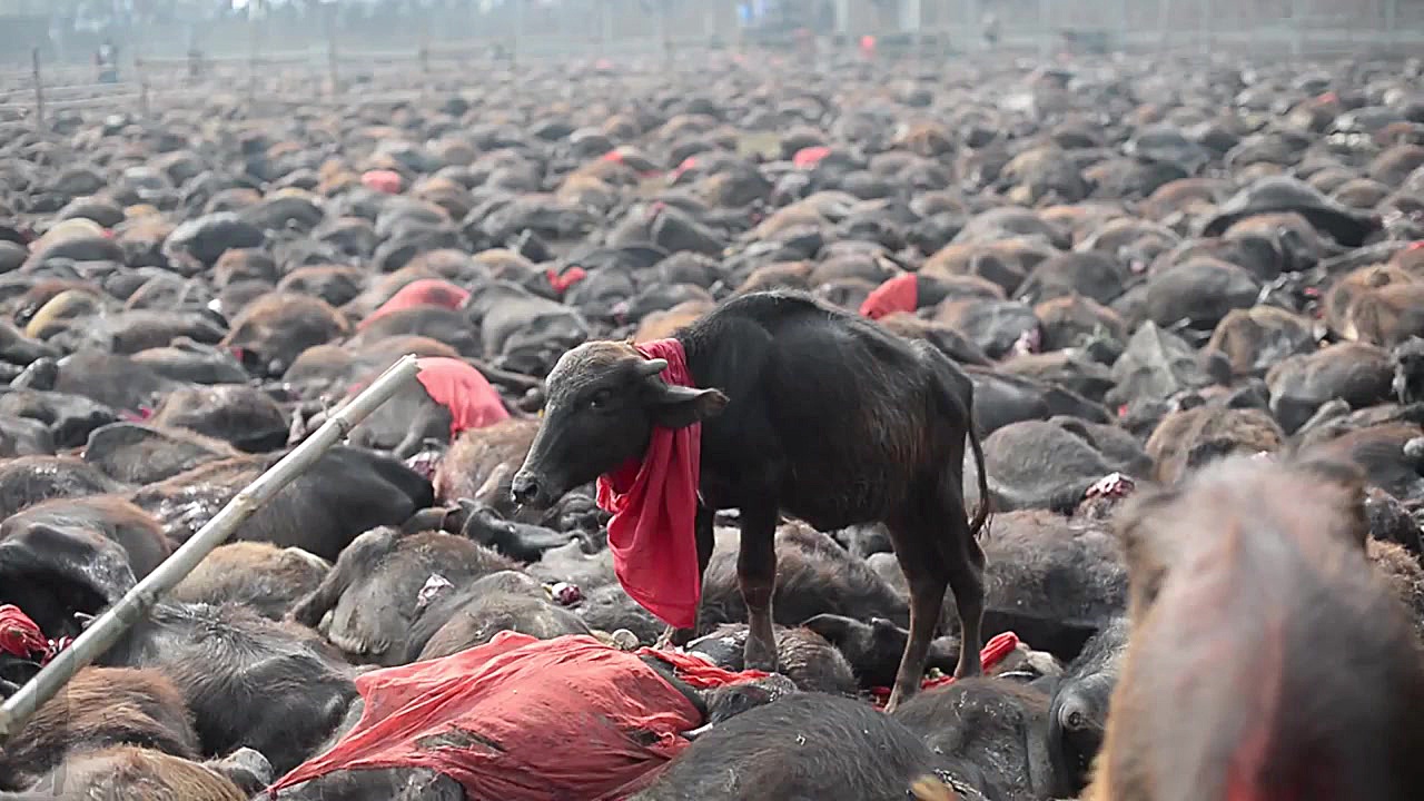 گردن زدن وحشیانه هزاران گاومیش...