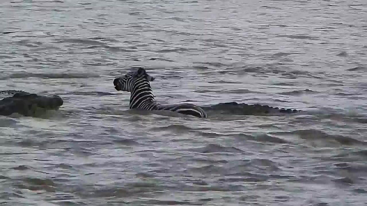 حملات حیوانات شکارچی در طبیعت:...