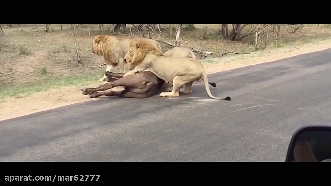 نبرد های خونین شیر و بوفالو