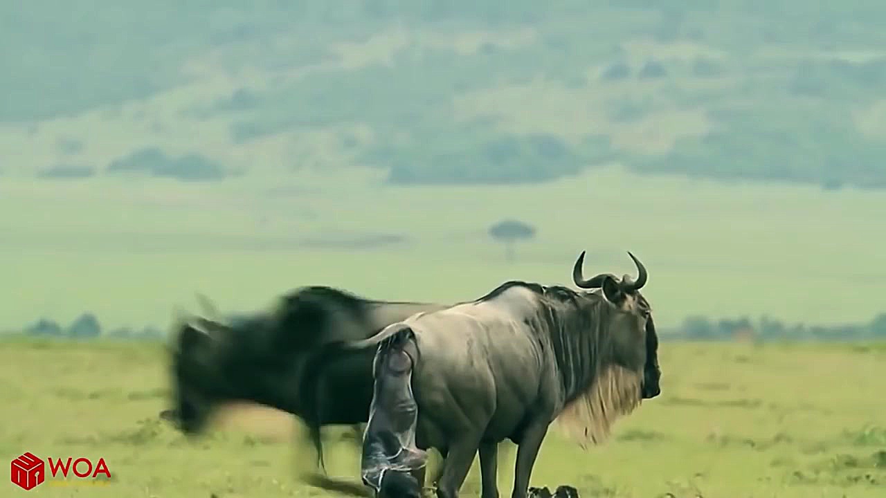 تولیدمثل حیوانات در حیات وحش آ...