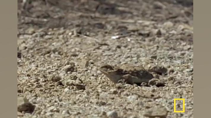 Blood Squirting Lizard | Natio...