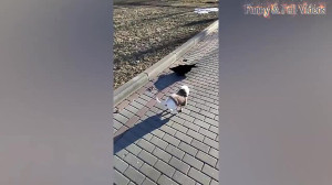 مبارزه حیوانات بامزه: مبارزه د...