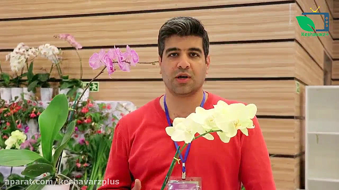 آموزش قلمه زدن گل ارکیده (قسمت...