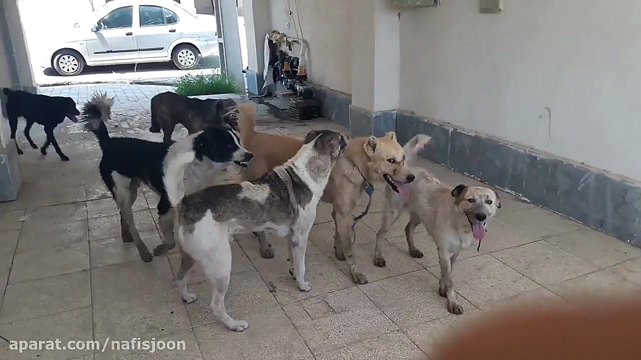 دعوای جالب سگ های گله برای جفت...