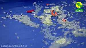 حسن بن علی | وله ویژه ماه مبار...