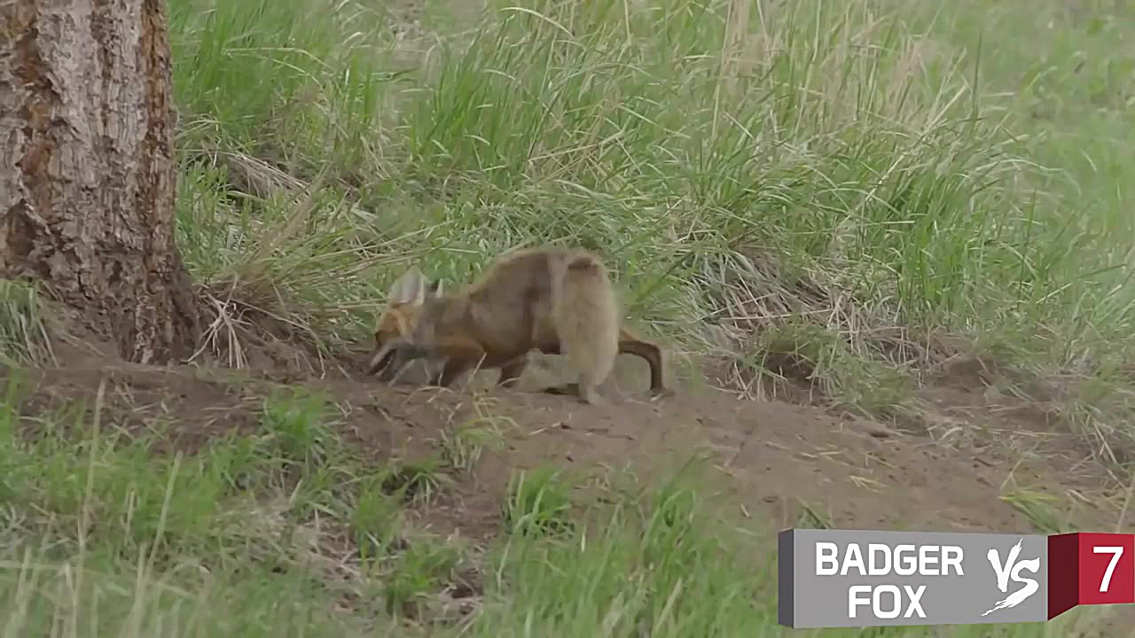 10 مبارزه با حیوانات عجیب و غر...