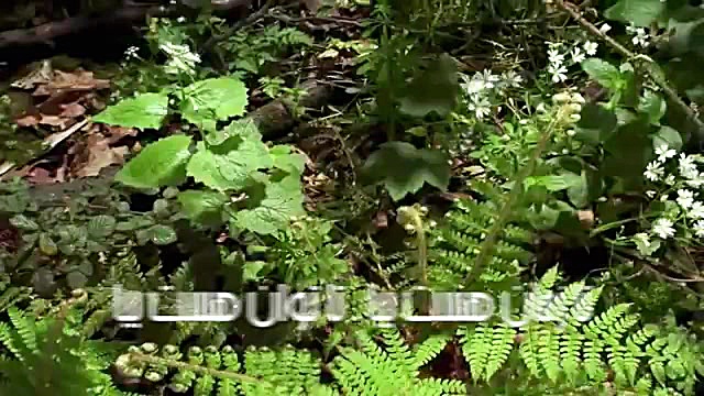 Shahram Shokoohi  Ta Nafas Has...