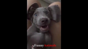 سگ گربه | Funny and Cute Dogs...