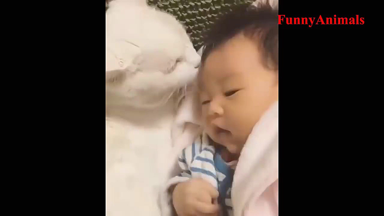 سگ گربه |❤Cute baby and cat❤ C...