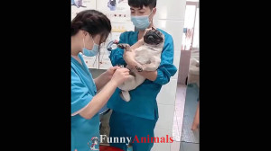 سگ گربه | Funny and Cute Cat a...