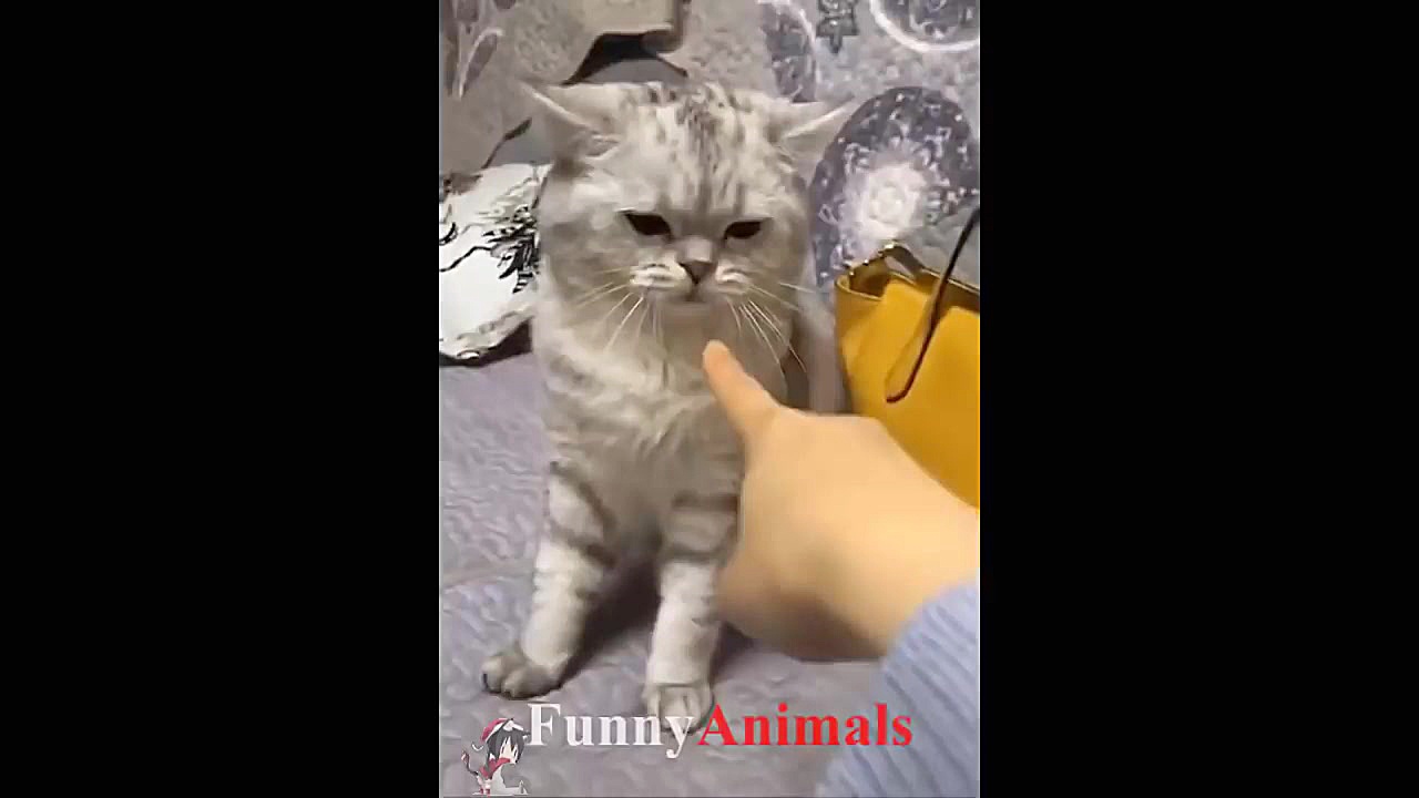 سگ گربه |&hearts;Cute cat and...