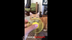 سگ گربه |♥Cute Cats and...