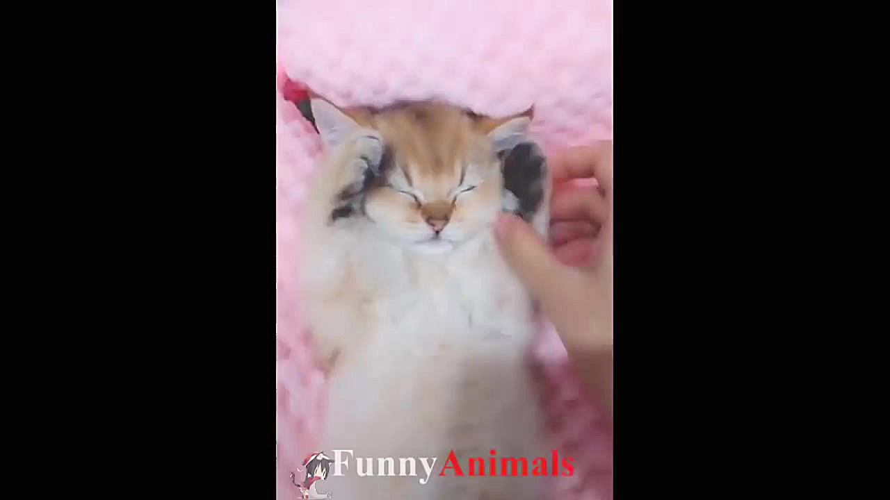 سگ گربه |&hearts;Cute Cats and...