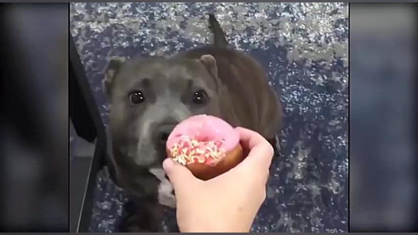 سگ گربه |Funny and Cute Animal...