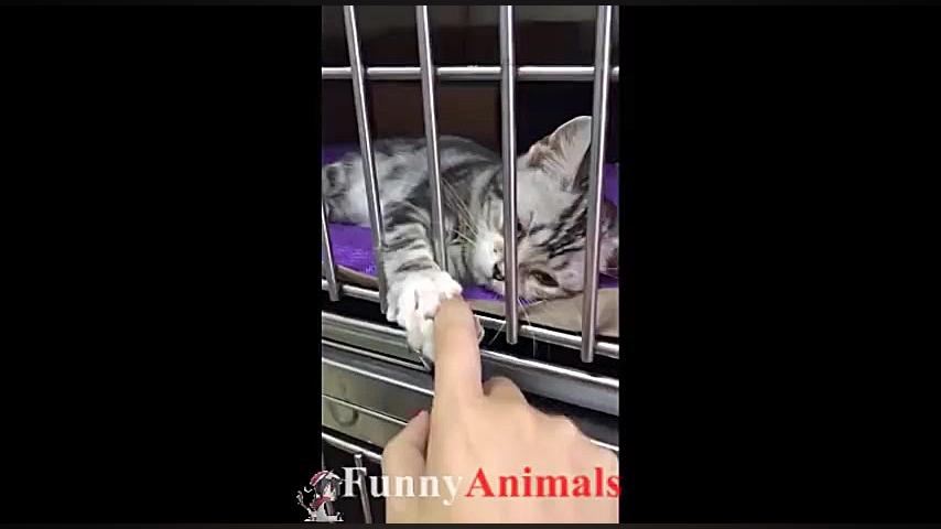 سگ گربه |Cute cat and dog funn...